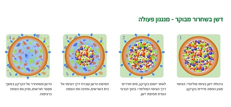 דשן בשחרור מבוקר - מנגנון הפעולה